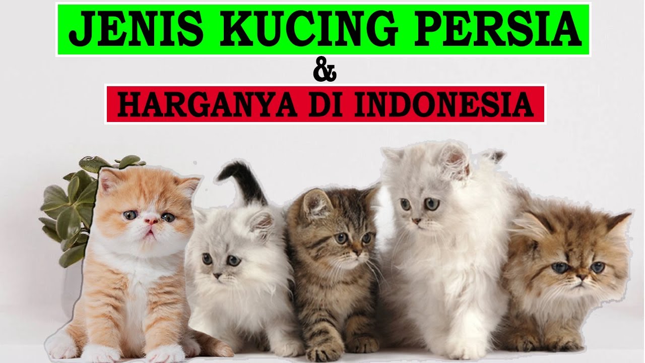 5 Jenis Kucing Persia dan Harganya Terbaru di Indonesia