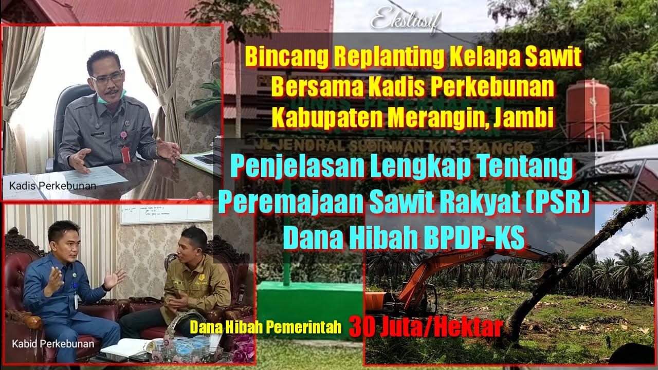 Replanting Sawit BPDP KS| Ini Penjelasan Lengkap dari Dinas Perkebunan Merangin, Jambi