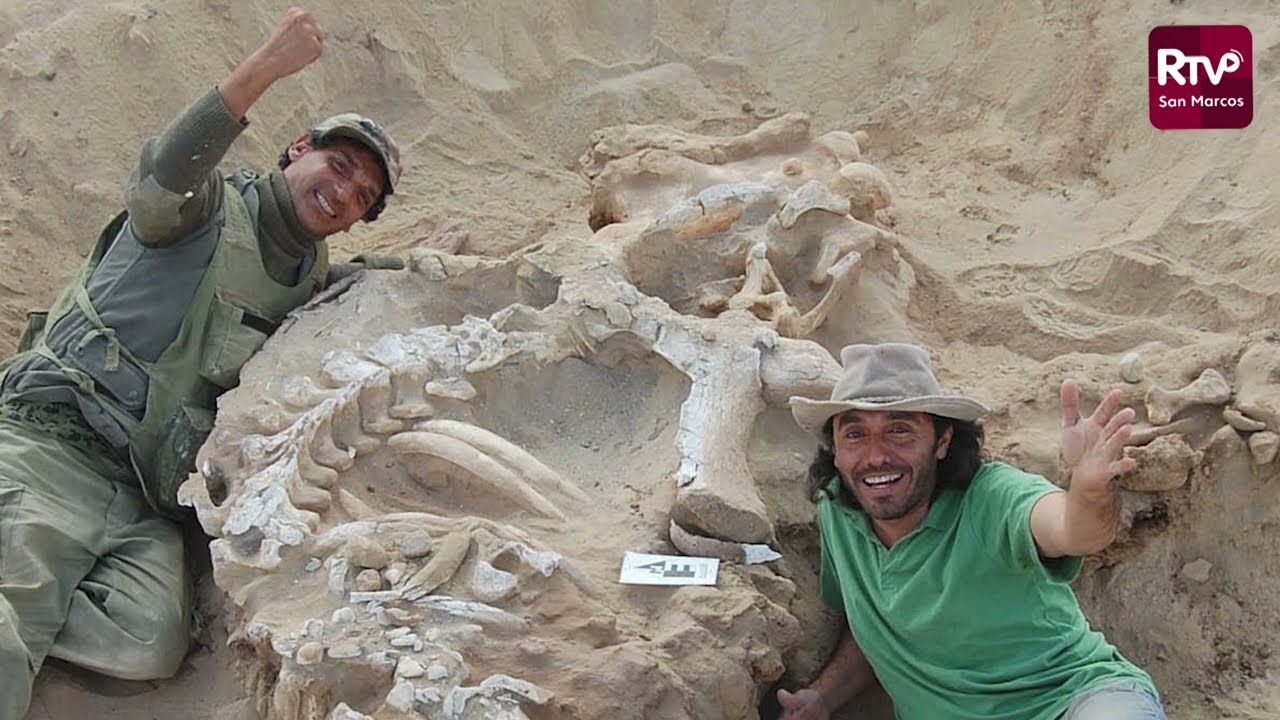 🎯#UNMSM La fascinante historia del nacimiento de la colección paleontológica de vertebrados en MHN