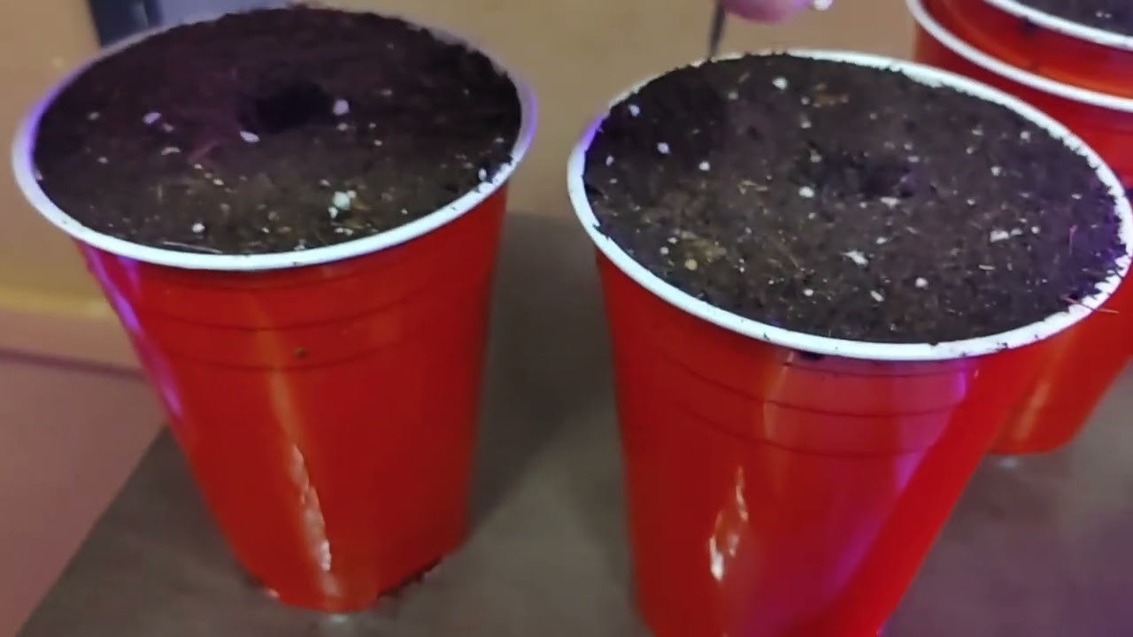 Dr Greenthumb - Outdoor grow - Jack Herer Fast-Grape Gorilla Auto - getting started! @drgreenthumb6606