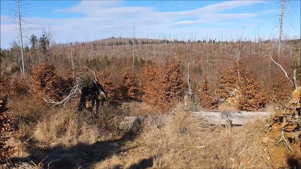 Traditionen im Harz - Hirschhornsuche 23. Teil