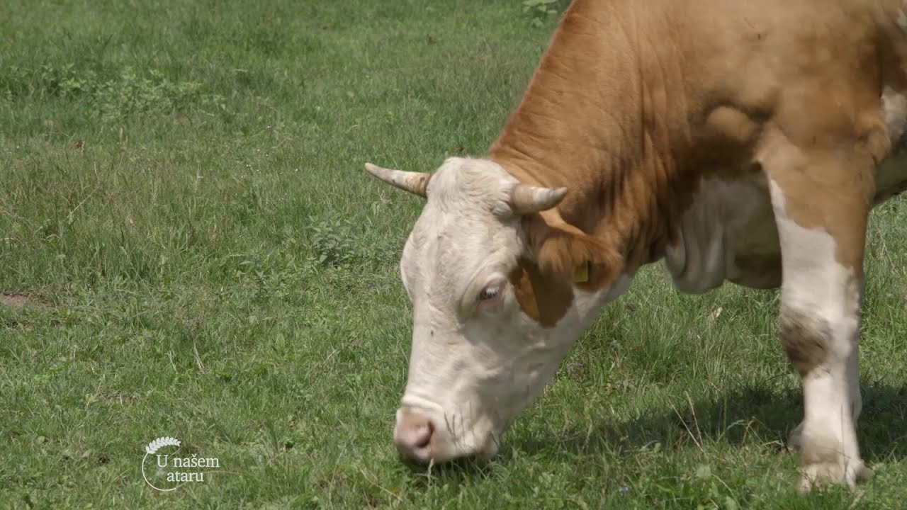 Farma krava u selu Stubline - U nasem ataru 754