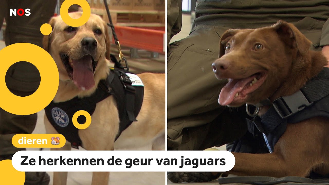 Nederlandse speurhonden gaan stropers opsporen