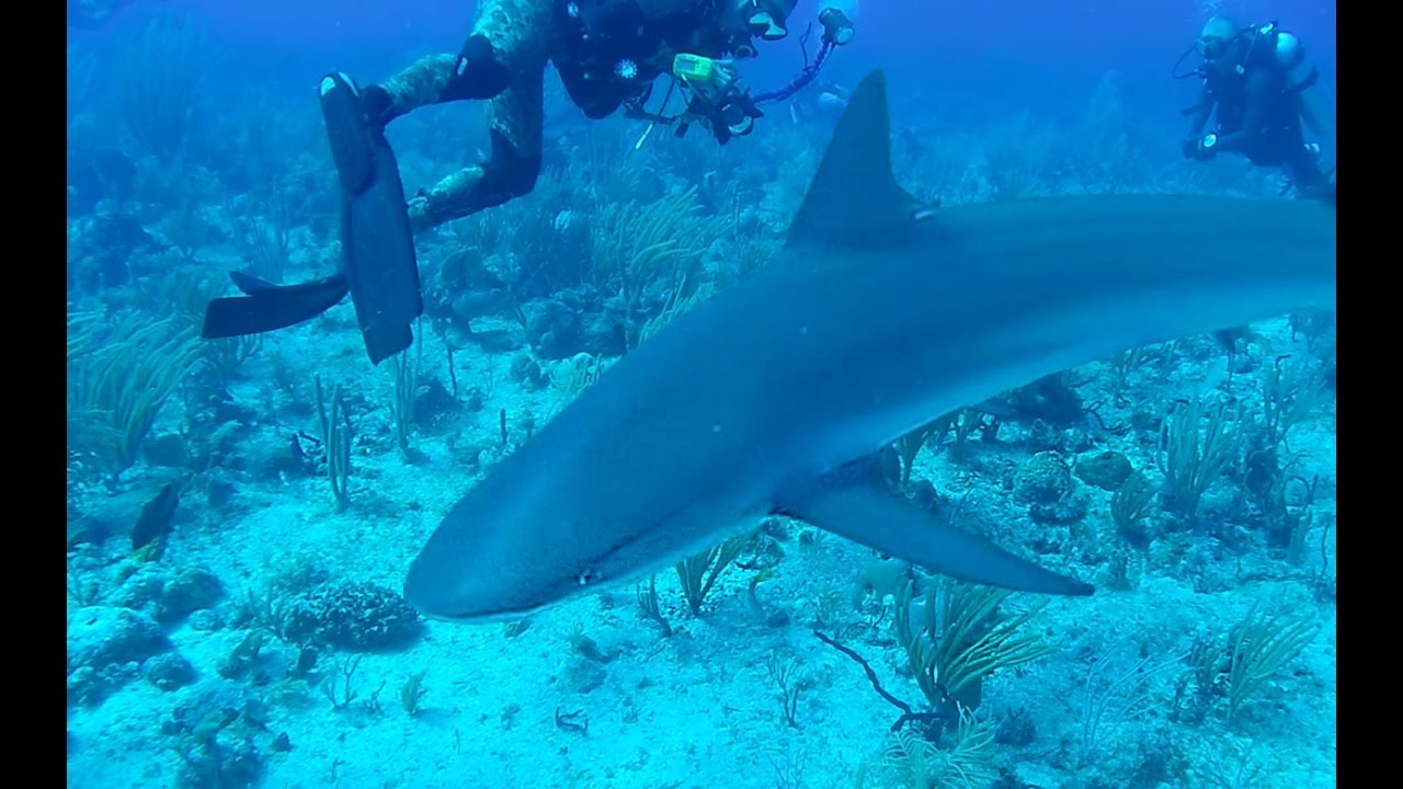 ASOMBROSO!! Buceo con Tiburones en Puerto Rico