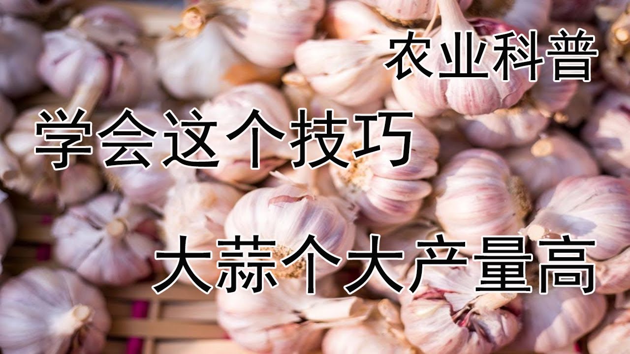 学会这个技巧，大蒜个大产量高【付老师种植团队官方频道】