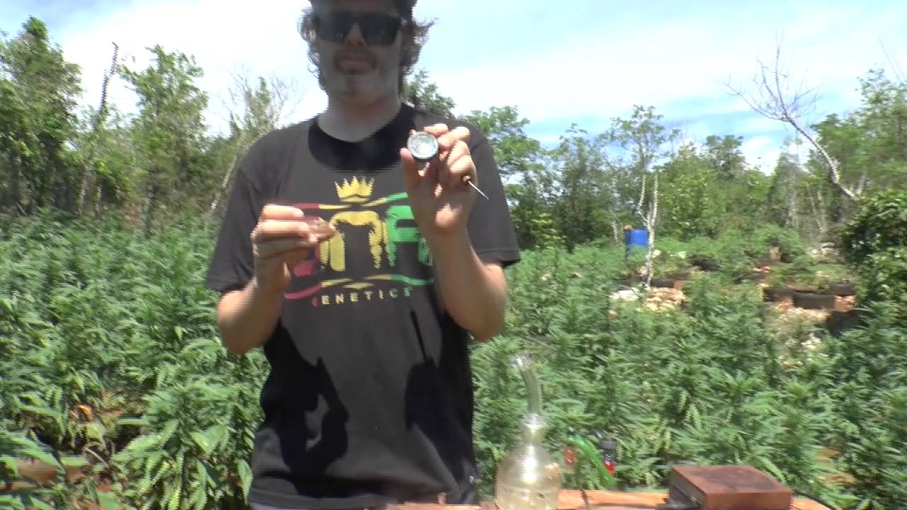 Orange Hill Ganja