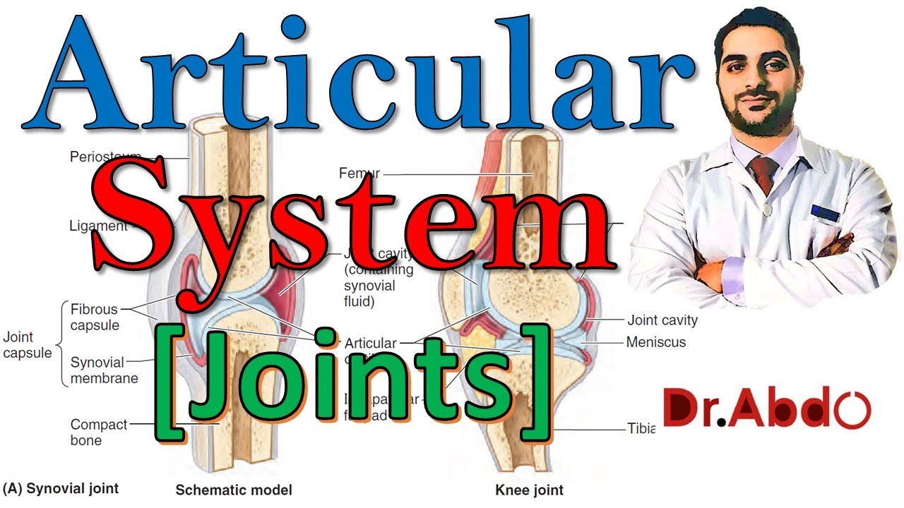 12. Articular System [the #Joints] || مقدمة عن علم التشريح - سنة أولى طب || المفاصل | [A1] | [12/20]