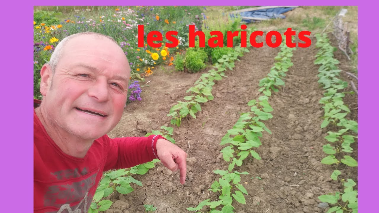 comment booster vos haricots !!!!!