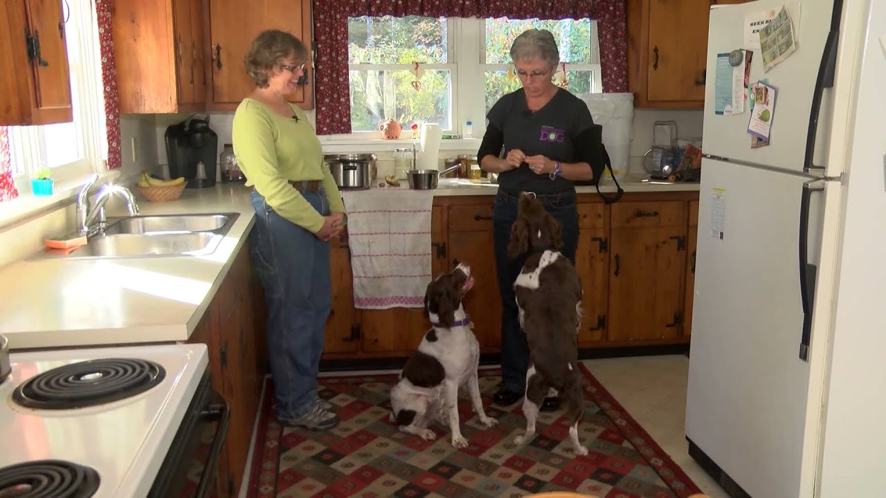 Jumping & Counter Surfing Brittany Spaniels