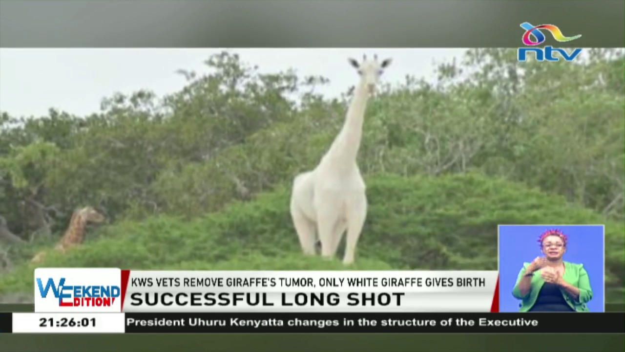 World's only white giraffe gives birth in Garissa