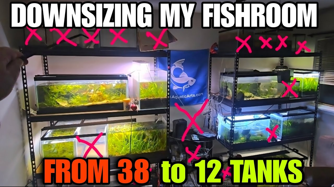 THE UGLY & UNFILTERED ALL TANK TOUR + UPDATE - Winter 2026 Fishroom & Aquarium Downsize Nearly Done!