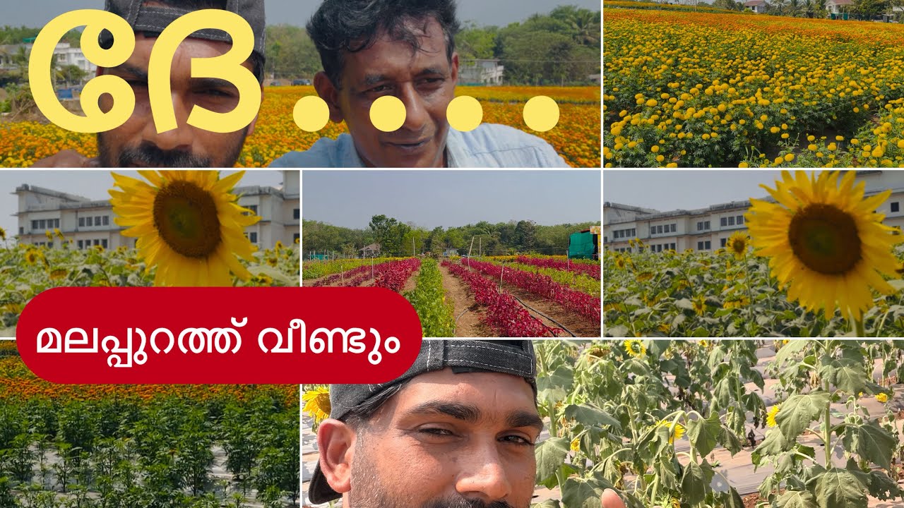 വന്നാൽ മനസ്സുനിറയ്‌ കുളിർമ,പോയാൽ ഓർമ്മകൾ ചൂടാവും/day in my life/#sunflower#flowers 