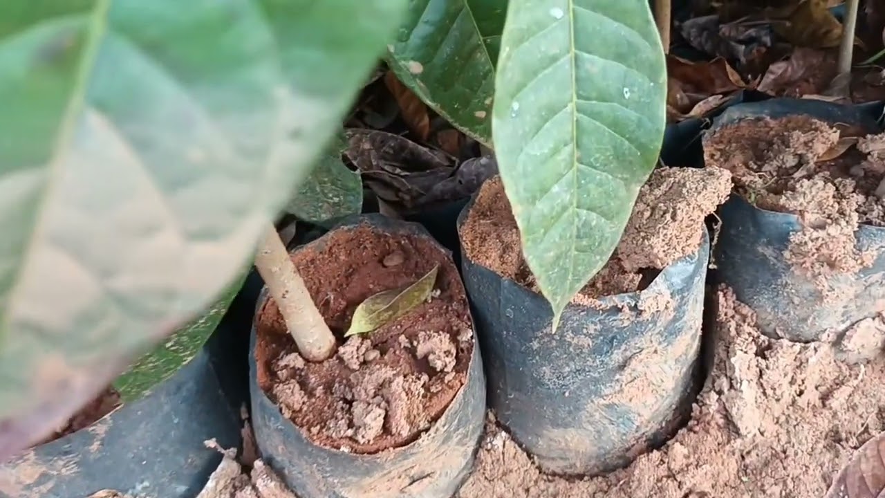 மகோகனி  செம்மரம  தரமன  கன்று கிடைக்கு  தொடர்பு  9965343524   8220166310