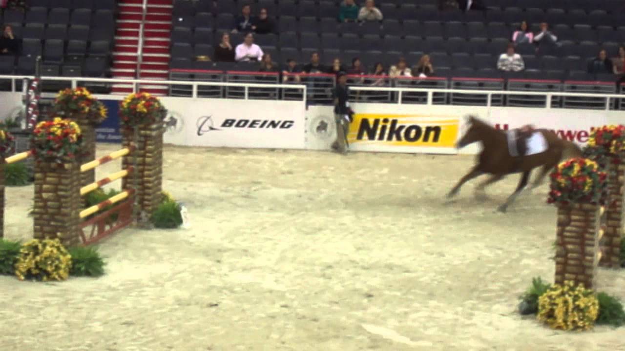 Chaos at the Washington International Horse Show!