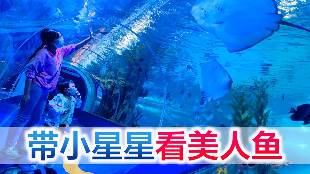全家总动员带小星星去看美人鱼，海狮表演逗得大家哈哈大笑