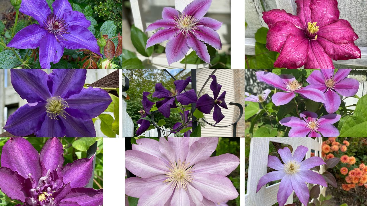 十种铁线莲今年的开花集锦 10 Different Varieties Of Clematis Blooming