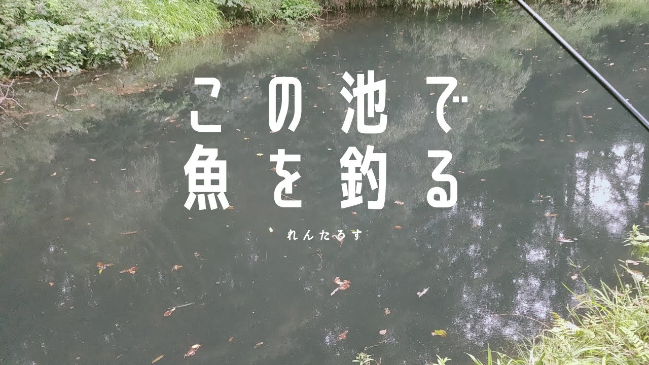 見た目が黒い池で小物釣り