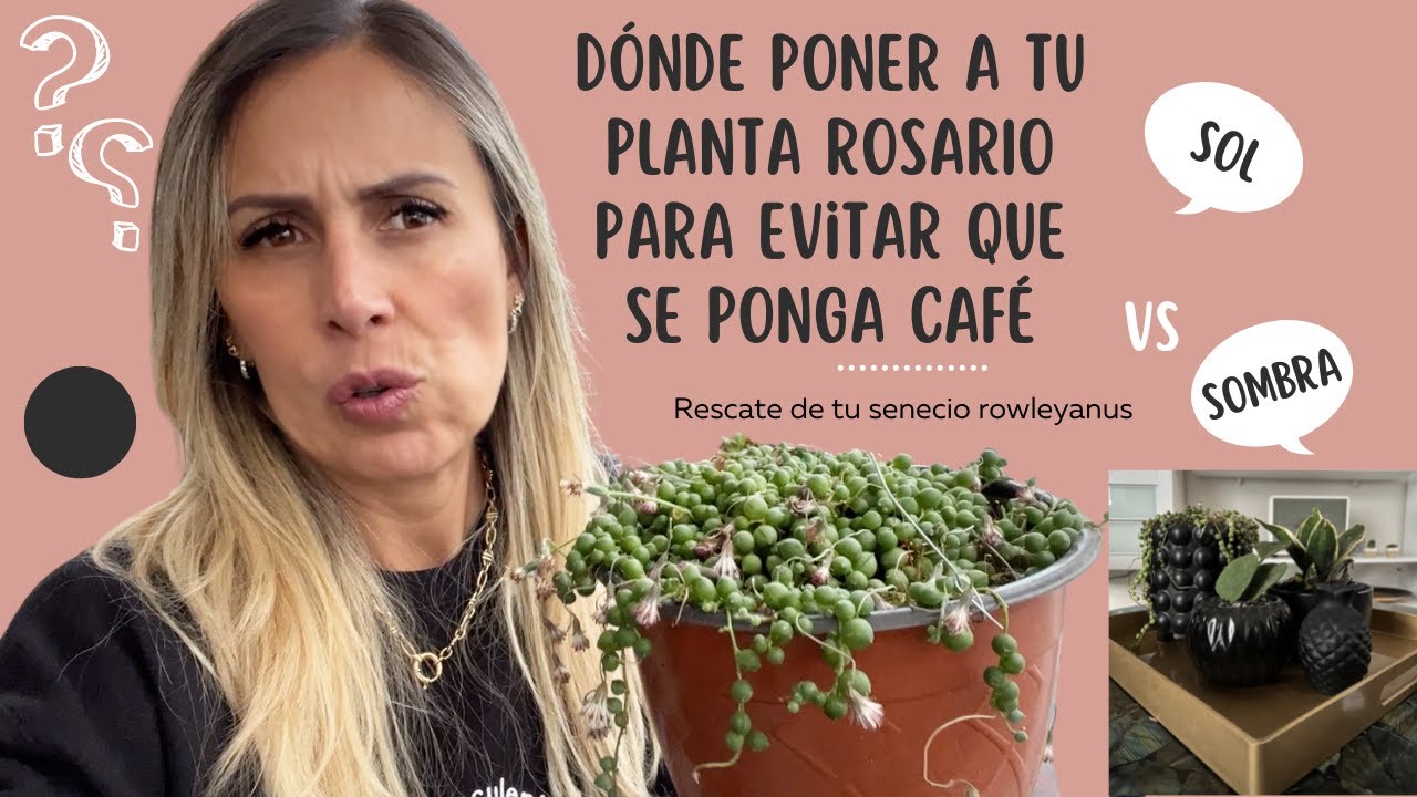 Cómo rescatar planta rosario, lugar adecuado. #plantarosario #rescatesuculenta
