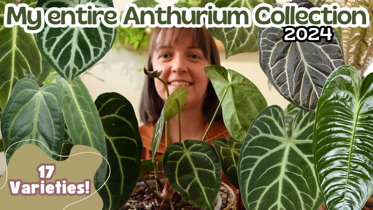 My Anthurium Collection Tour 2024🌿17 Varieties | Rare & Common + My Wishlist 😍