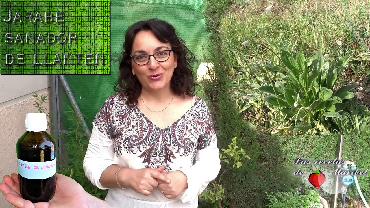 Jarabe Sanador de Llantén | Plantago Menor