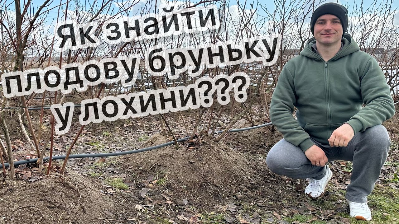 Як розрізнити плодову і листкову бруньки на лохину 27.02.26
