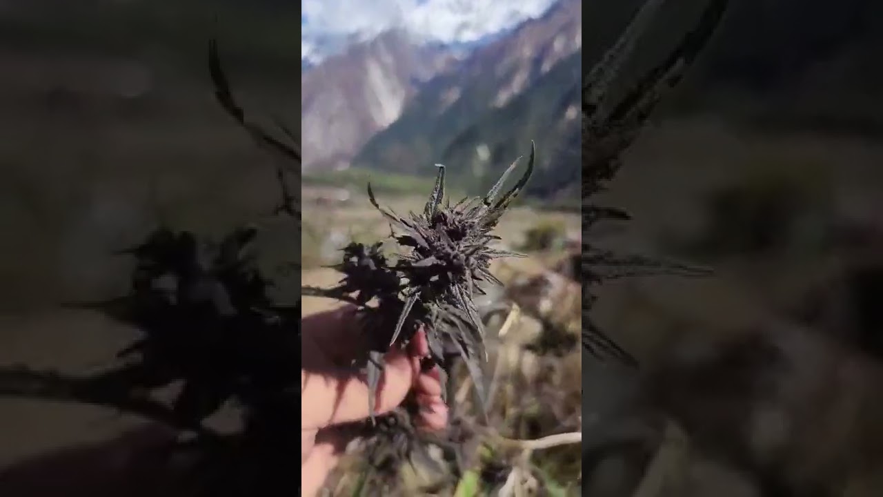 Purple Haze of Gorkha, Nepal 😍  #shorts #purplehaze #marijuana #nepal