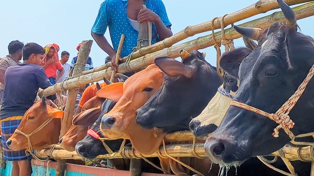 cow unloading, cow videos, cow video, animal, big cow, goru hamba cow, Ep-24