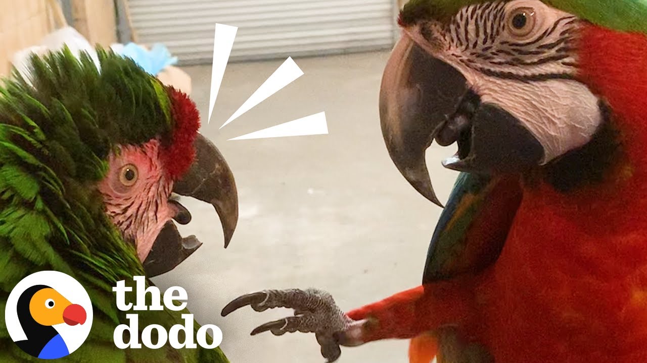 Socially Awkward Rescue Bird Thinks She's A Human  | The Dodo
