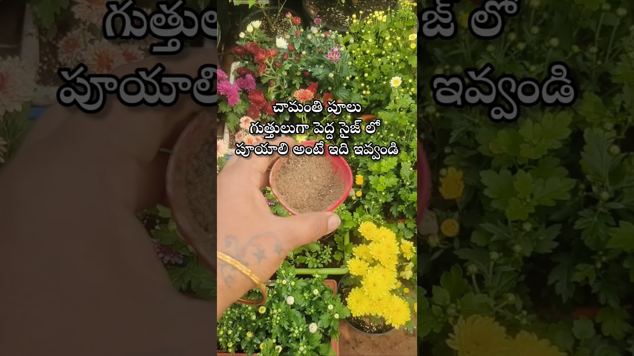 Best fertilizer for chrysanthemum plants #youtubeshorts #viralvideo #chrysanthemumflower