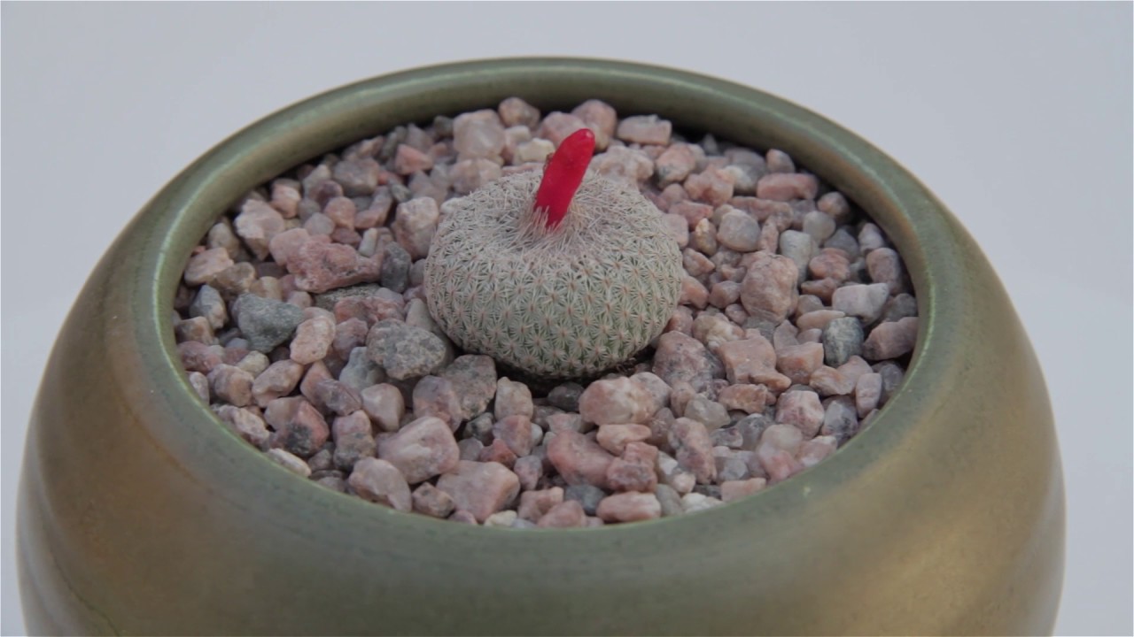 Epithelantha micromeris &ldquo;Button Cactus&rdquo;