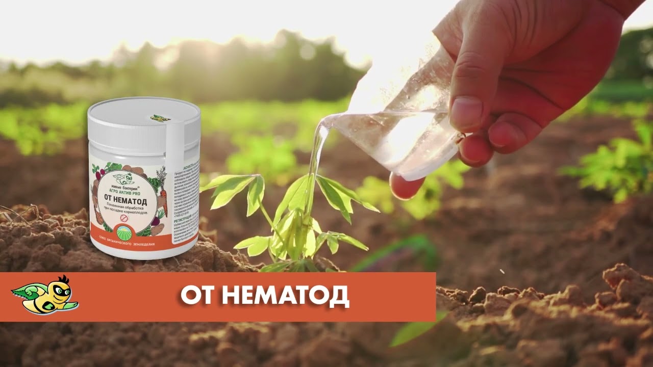 Биопрепарат для борьбы с нематодами