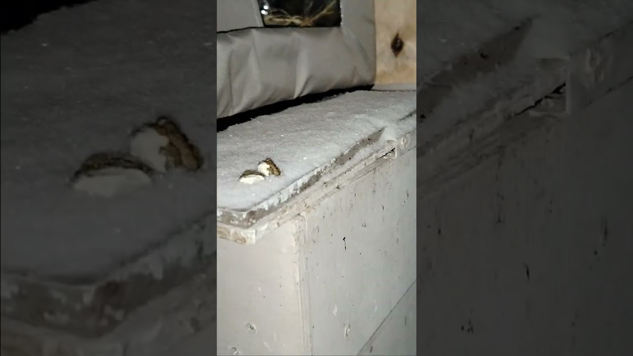 Снежный вечер.