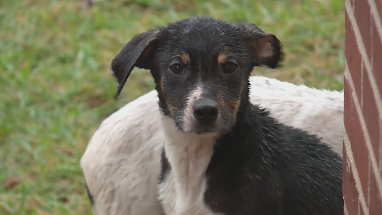 Pregnant dog and 6 others rescued after Halloween abandonment