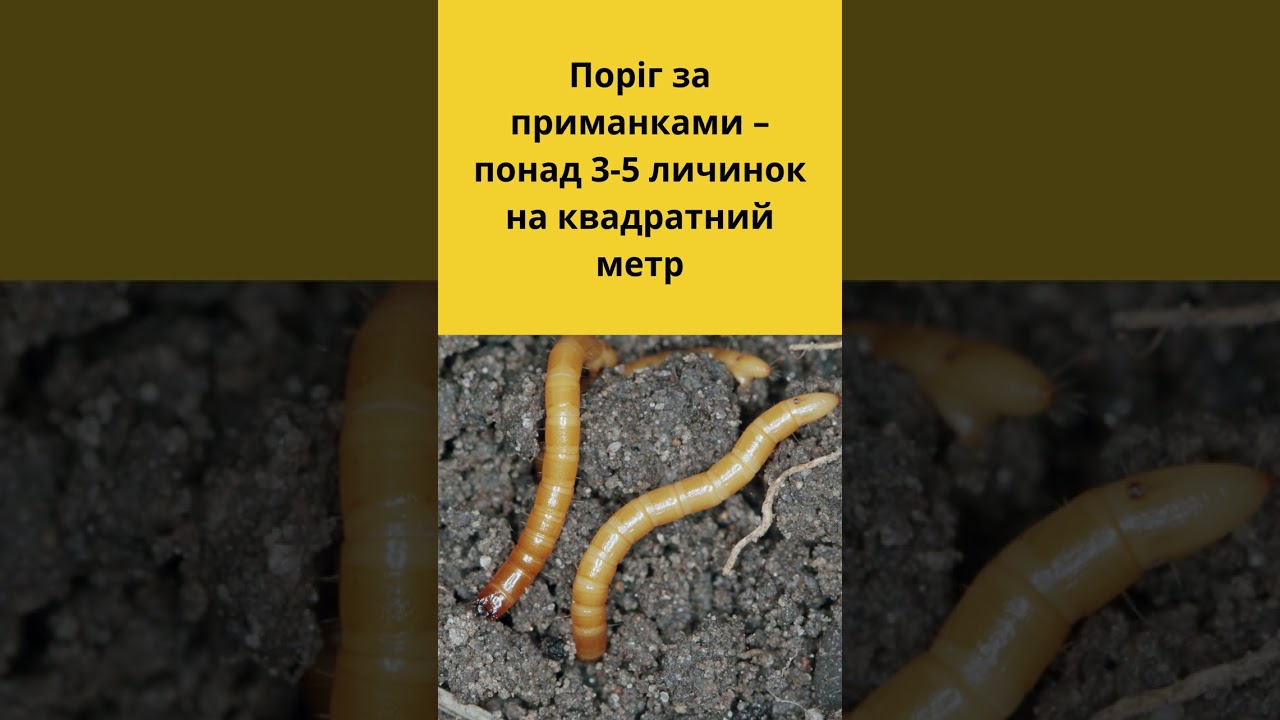 💮 Як зберегти картоплю від шкідників? 💮
