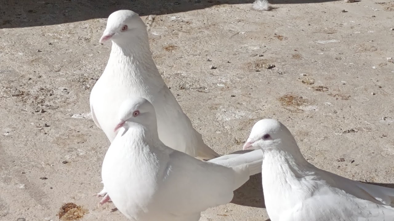 Damızlık Van güvercinlerimizi çektik 