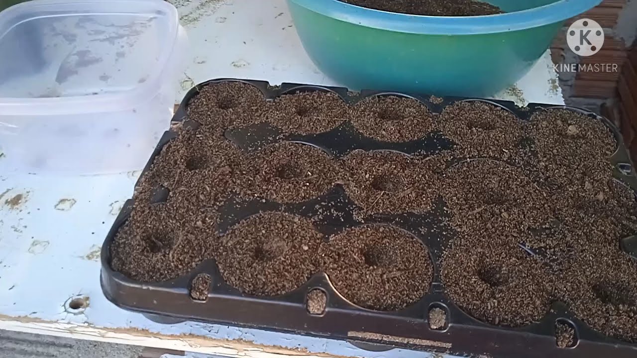 Como plantar sementes de salvia