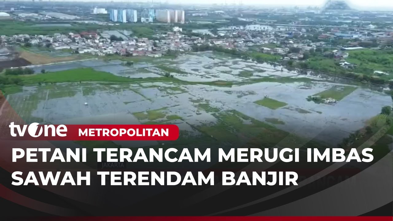 Sawah di Marunda dan Rorotan Terendam Banjir, Petani Terancam Gagal Panen | Metropolitan