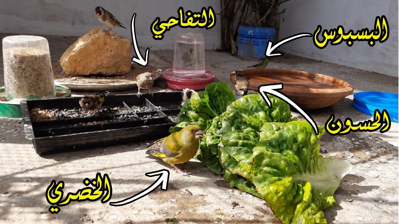 أفضل المقاطع داخل سلاكتي لتربية الحسون و التفاحي و الخضري