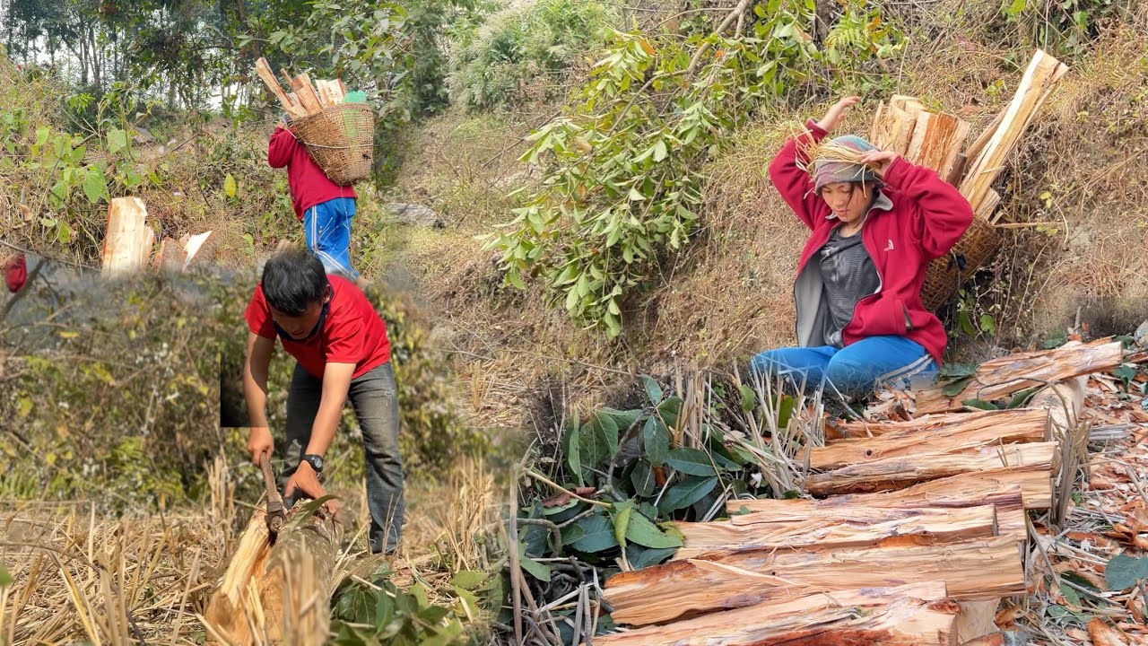 Cutting & collecto of Wood 🪵 || Beauty Village Nepal ||