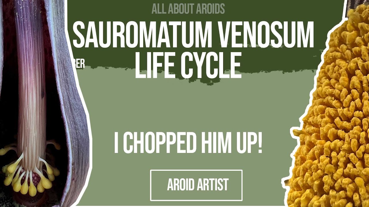 Sauromatum life cycle   1 yr with Rupert UPDATE 6 - Lets chop him up and get him under a microscope