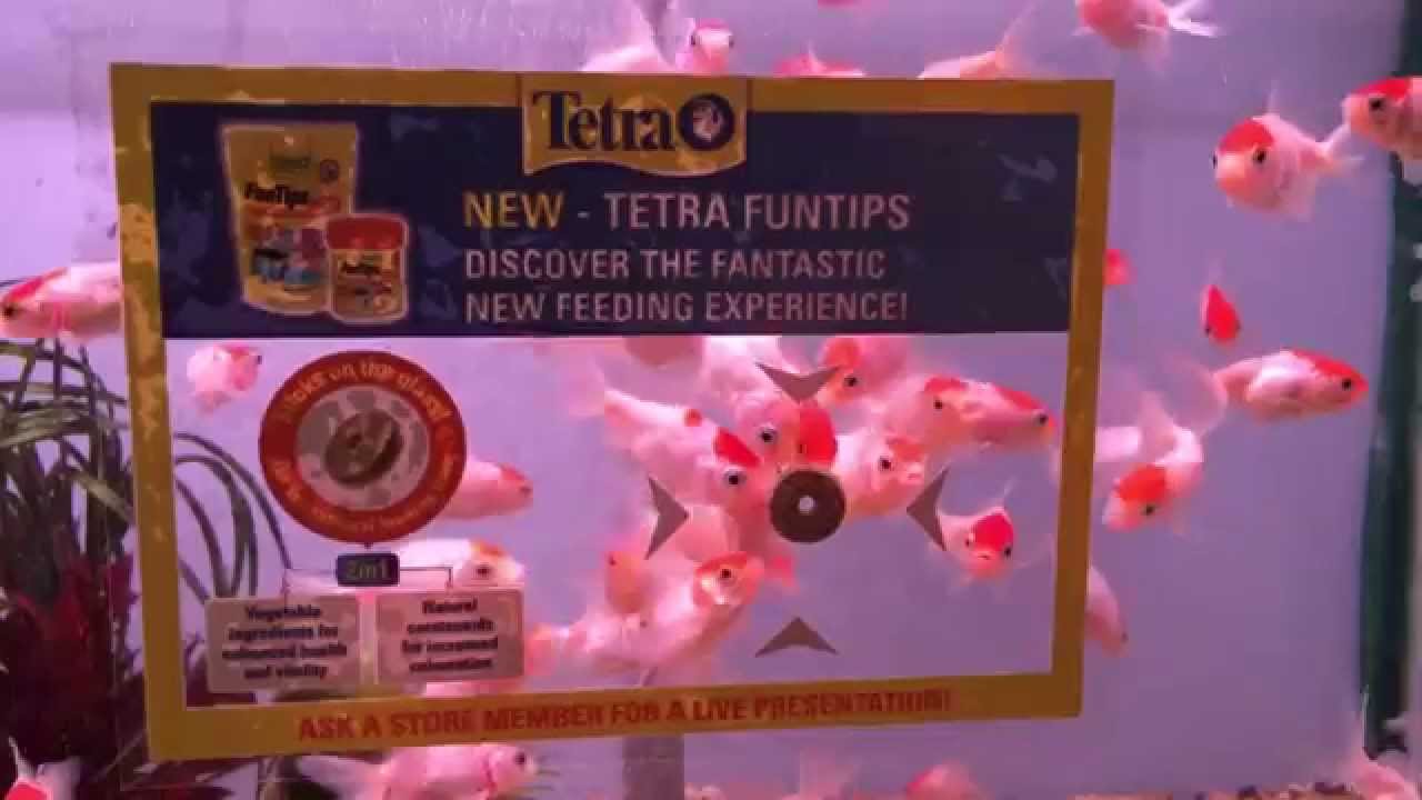 Testing out the new food Tetra fun tips.