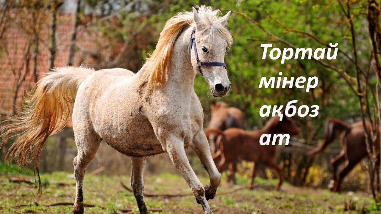 Тортай мінер ақбоз ат//аудиоәңгіме