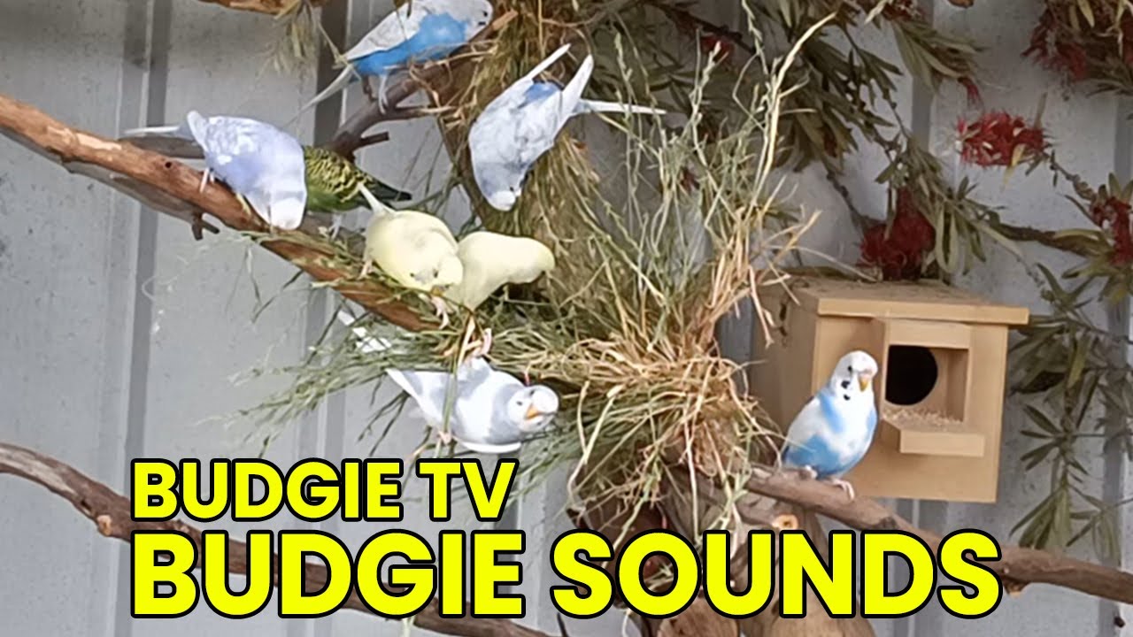 Budgie TV - Happy Budgie Sounds For Birds #birds #budgies #parakeet