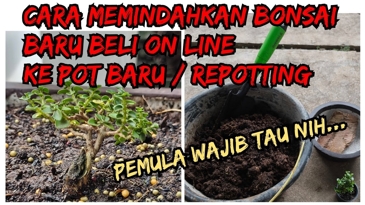 CARA MEMINDAHKAN BONSAI BARU BELI ON LINE/REPOTTING