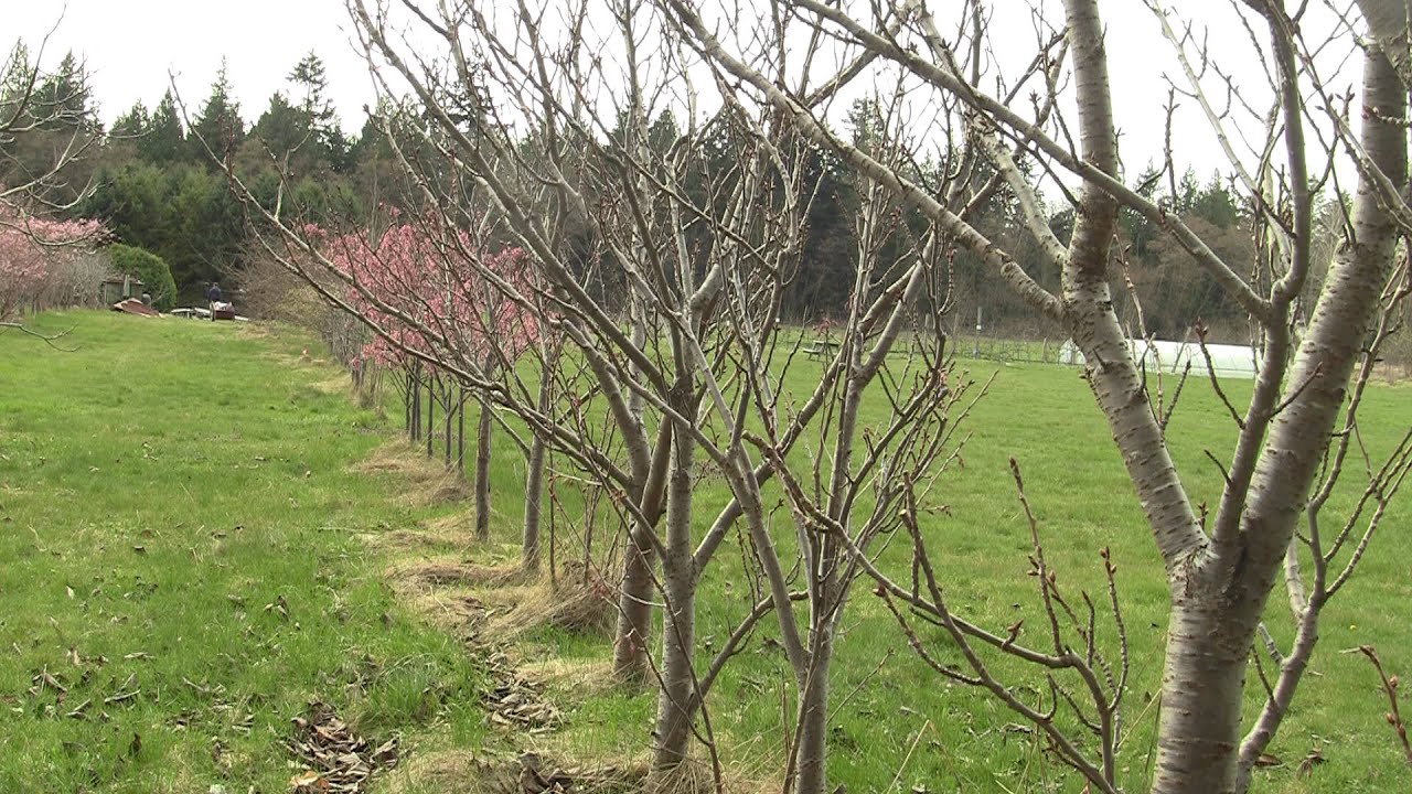 Rewilding Vancouver: UBC Farm