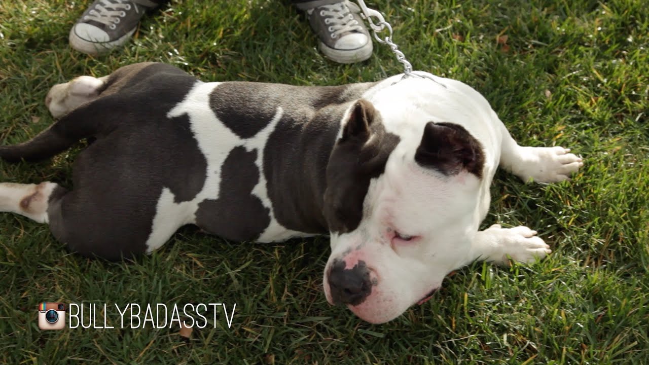 "EXTREME" AMERICAN BULLY