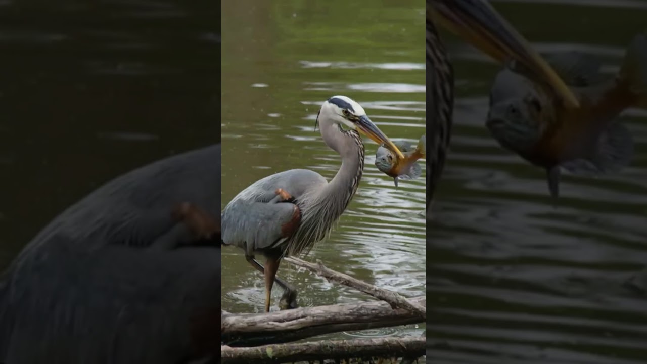 Bird Series Pt. 8 Great Blue Heron