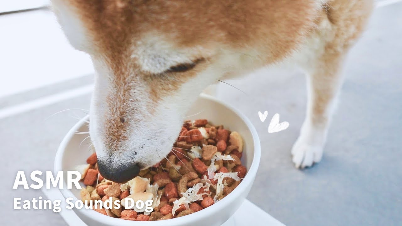 【ASMR/咀嚼音】カリカリご飯｜Eating Sounds Dog/柴犬の咀嚼音 #asmr #柴犬 #shiba