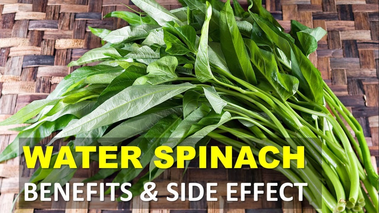 Water Spinach Benefits and Side Effects, Excellent Source of Vitamins and Minerals