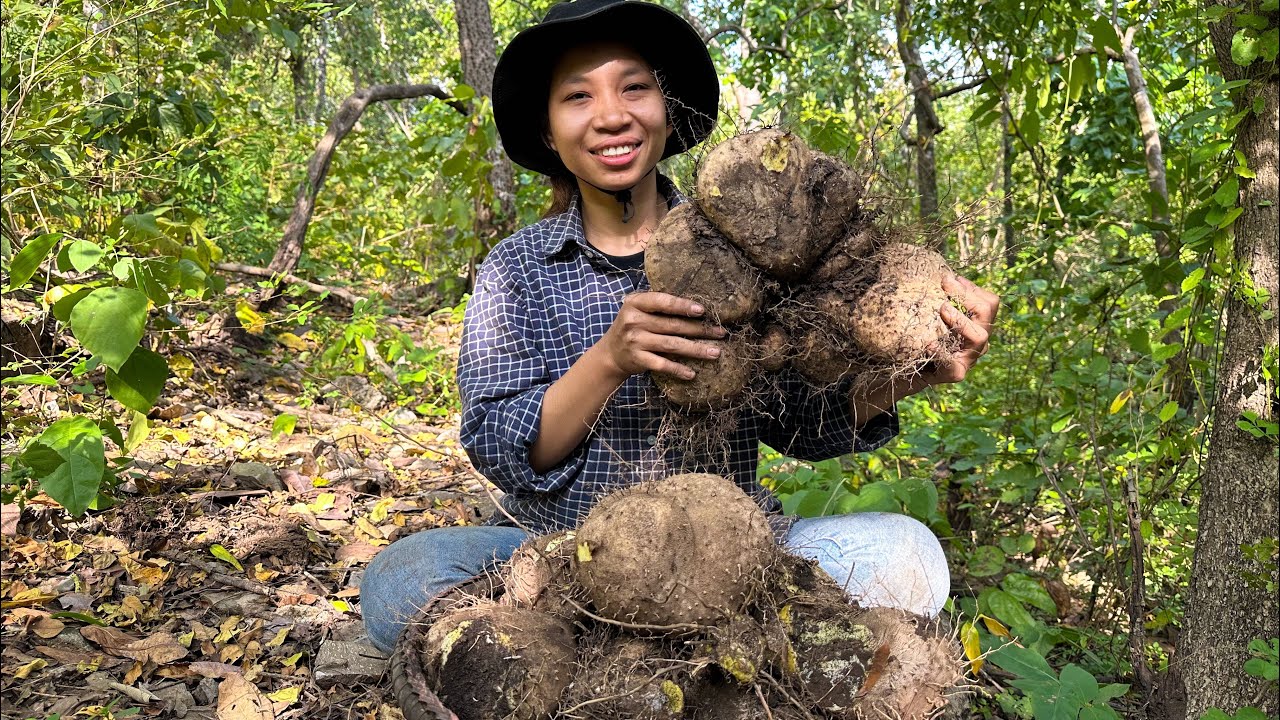បងប្អូនស្គាល់ក្តួចទេ? ថ្ងៃនេះខ្ញុំនិងបង្ហាញបងប្អូនអំពីរបៀបធ្វើក្តួចឲ្យអស់ជាតិពុលអាចហូបបាន